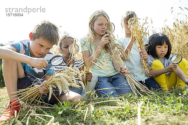 Schulkinder  die Weizenähren im Feld mit ihren Lupen untersuchen