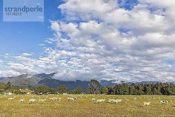 Neuseeland  Region Tasmanien  Wolken über einer im Takaka-Tal weidenden Schafherde
