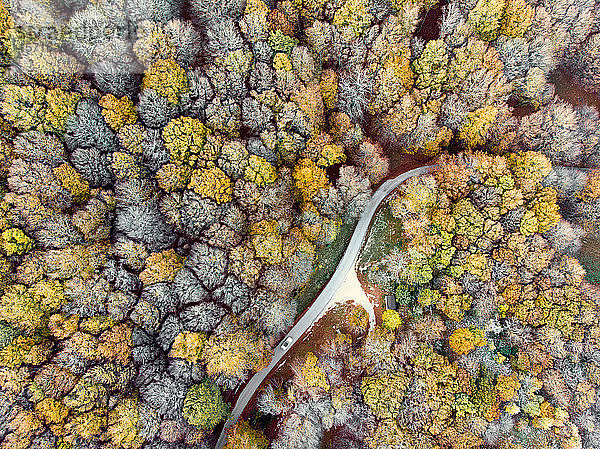 Italien  Luftaufnahme der Landstraße  die durch den Herbstwald des Monte Cucco führt