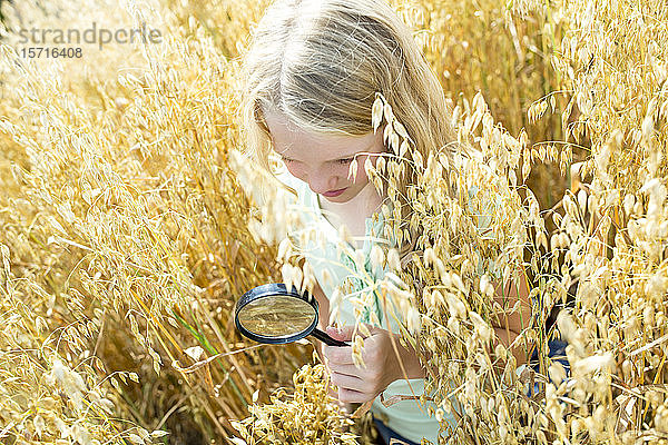 Kleines Mädchen untersucht Weizenähren im Feld  mit Lupe