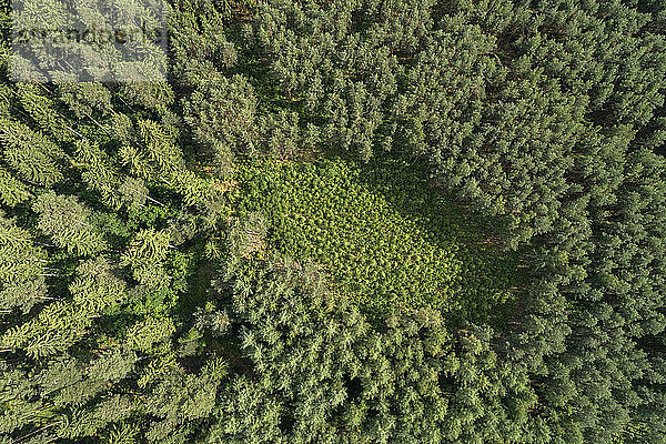 Deutschland  Thüringen  Luftaufnahme einer kleinen Lichtung im grünen Nadelwald