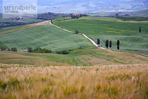 Italien  Toskana  Orcia-Tal  Pienza  Felder und Hügel