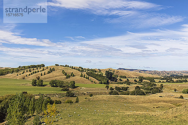 Neuseeland  Schafherde weidet auf grünem Grashügel
