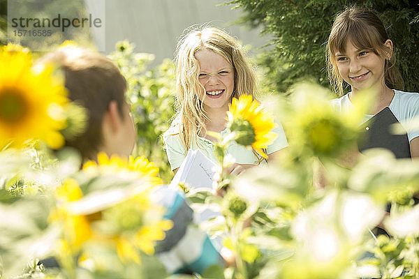 Schulkinder untersuchen Sonnenblumenfeld