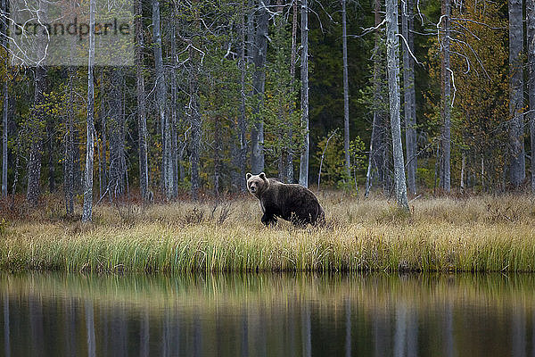 Finnland  Kuhmo  Braunbär (Ursus arctos) beim Spaziergang am Seeufer in der Herbsttaiga