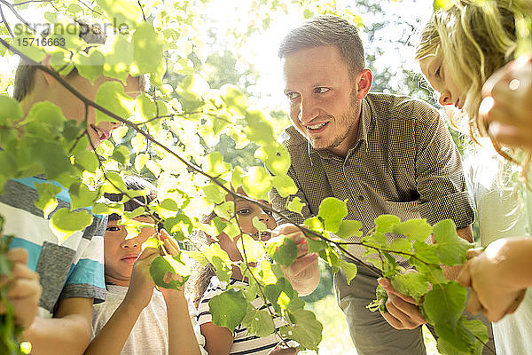 Schulkinder untersuchen mit ihrem Lehrer Blätter am Baum