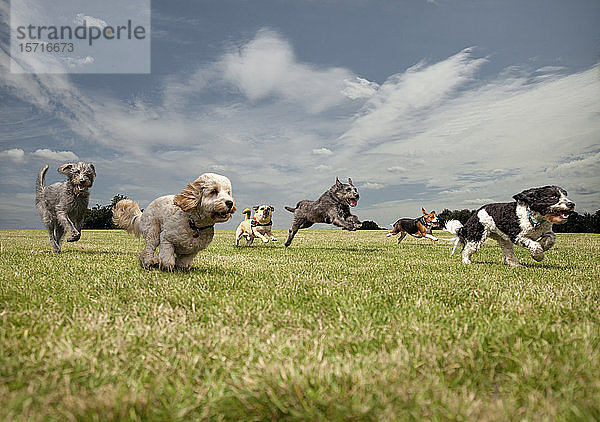 Hunde  die sich in einem Park gegenseitig jagen  von links nach rechts: Irischer Wolfshund  Petit Basset Griffon Vendeen  Schwedischer Wallhund  Irischer Wolfshund  Beagle  Spinone Italiano