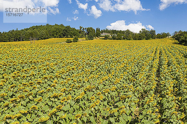 Italien  Riesige Sonnenblumenfelder im Sommer