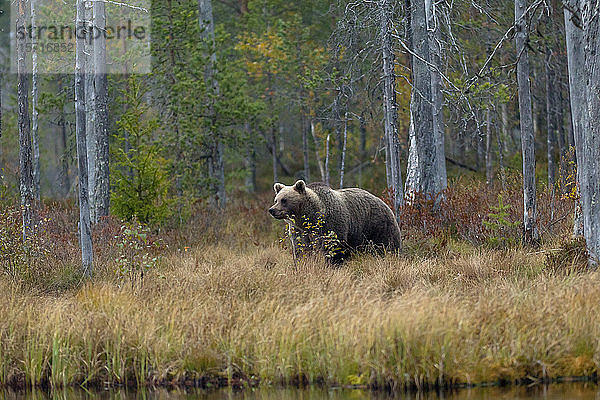 Finnland  Kuhmo  Braunbär (Ursus arctos) steht am Seeufer in der Herbsttaiga