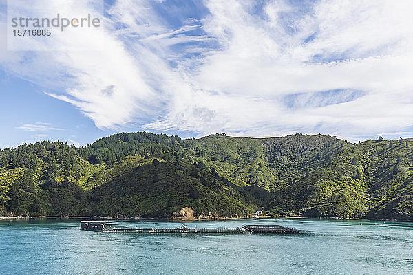 Neuseeland  Region Marlborough  Picton  Lachsfarm an der Küste der Insel Arapaoa