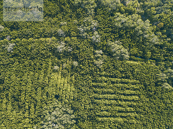 Indonesien  Bali  Sanur  Luftaufnahme des Mangrovenwaldes