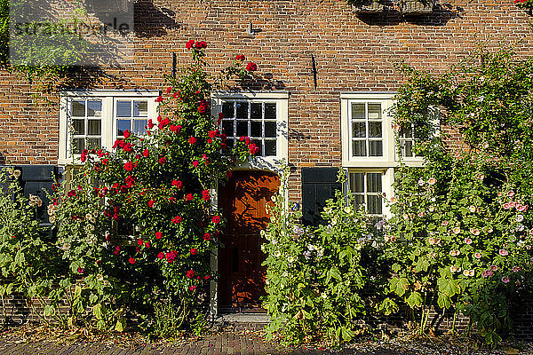 Niederlande  Utrecht  Amersfoort  Rosen blühen neben der Eingangstür eines Backsteinhauses