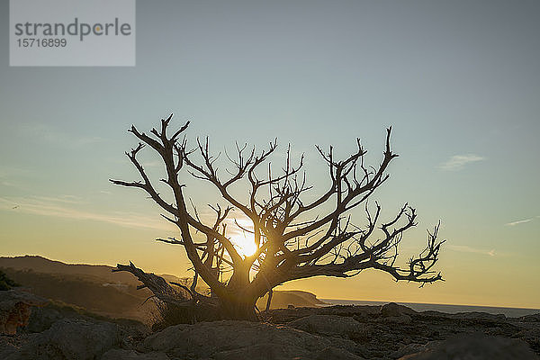 Toter Busch an der Küste bei Sonnenuntergang  Iboza  Spanien