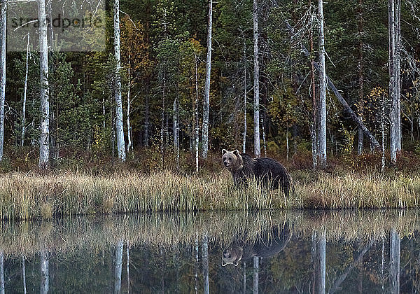 Finnland  Kuhmo  Braunbär (Ursus arctos) am Ufer eines borealen Waldsees im Herbst