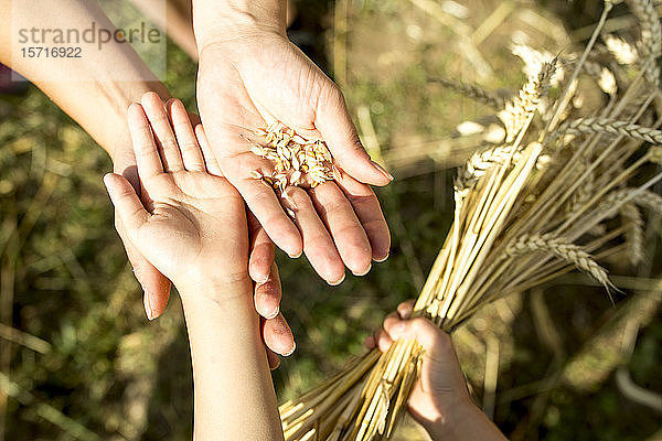 Kinderhände halten Weizenkörner