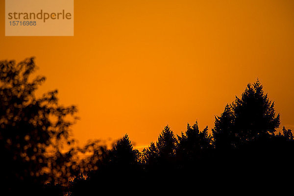 Deutschland  Würzburg  Bäume und orangefarbener Himmel bei Sonnenuntergang