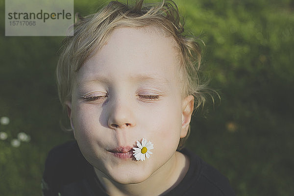 Bildnis eines blonden kleinen Jungen mit Gänseblümchen im Mund