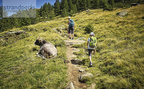 Mutter mit zwei Kindern wandert in alpiner Landschaft an einer Kuh vorbei  Passeiertal  Südtirol  Italien