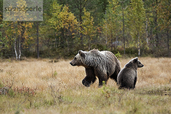 Finnland  Kuhmo  Braunbärenjunges (Ursus arctos) sitzt neben der Mutter in der Herbsttaiga