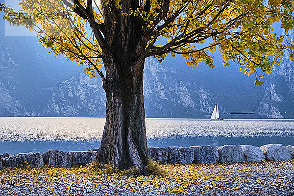 Italien  Trentino  Nago-Torbole  Herbstbaum am Ufer des Gardasees mit Segelboot im Hintergrund