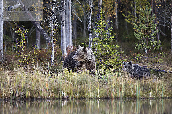 Finnland  Kuhmo  Braunbärenfamilie (Ursus arctos) am Ufer eines borealen Waldsees im Herbst