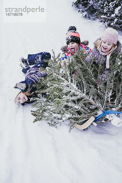 Drei Kinder vergnügen sich mit einem Tannenbaum auf einem Schlitten  Jochberg  Österreich