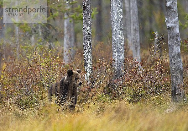 Finnland  Kuhmo  Braunbärenjunges (Ursus arctos) in der Herbsttaiga stehend