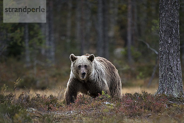 Finnland  Kuhmo  Braunbär (Ursus arctos) stehend in der Herbsttaiga