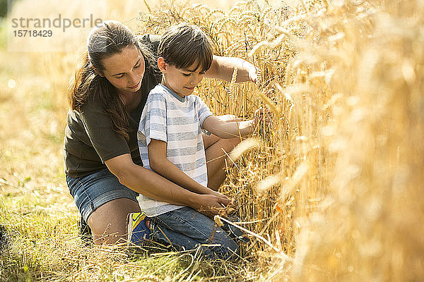 Junge untersucht Weizenfeld mit seinem Lehrer