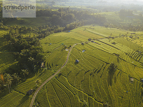 Indonesien  Bali  Luftaufnahme der Reisterrasse von Jatiluwih