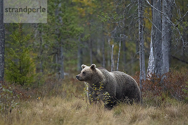 Finnland  Kuhmo  Braunbär (Ursus arctos) stehend in der Herbsttaiga