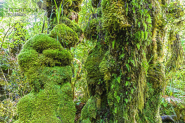 Neuseeland  Grüne  moosbedeckte Bäume im Egmont Nationalpark