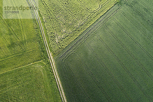 Deutschland  Bayern  Luftaufnahme eines Feldweges  der sich zwischen grünen Feldern erstreckt