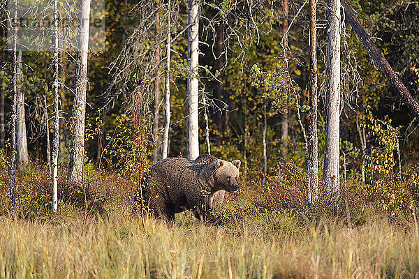 Finnland  Kuhmo  Braunbär (Ursus arctos) im borealen Herbstwald