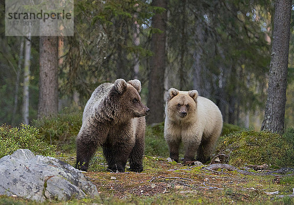 Zwei junge Braunbären im Herbstwald  Kuhmo  Finnland