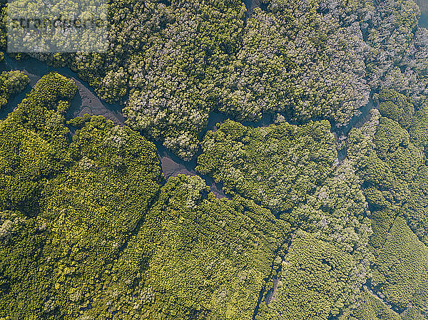 Indonesien  Bali  Sanur  Luftaufnahme des Mangrovenwaldes