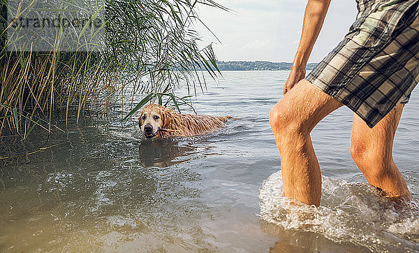 Mann spielt mit seinem Golden Retriever in einem See