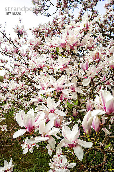 Deutschland  Hessen  Nahaufnahme von rosa Magnolienblüten