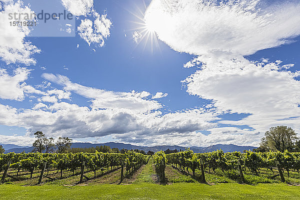 Neuseeland  Region Marlborough  Wolken über dem Weinberg von Sauvignon Blanc