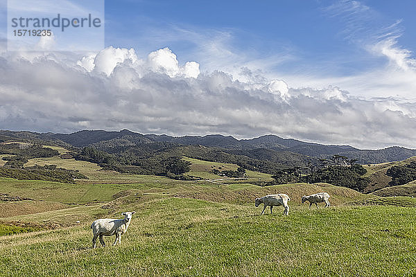 Neuseeland  Blick auf Schafe  die auf grünem Gras am Cape Farewell weiden