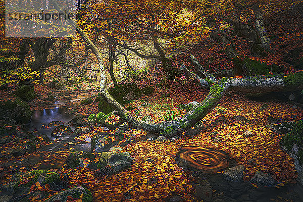 Spanien  Provinz León  Cinera  Bach  der im Herbst durch einen mit Laub bedeckten Wald fließt