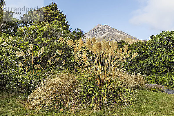 Neuseeland  Schilf wächst im Egmont-Nationalpark mit dem Mount Taranaki im Hintergrund