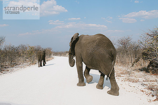 Namibia  Elefantenfamilie überquert unbefestigte Hauptstraße im Etoscha-Nationalpark auf der Suche nach Nahrung und Wasser mitten in der Dürre