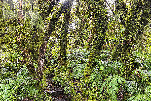 Neuseeland  Waldwanderweg zu den Dawson Falls im Egmont National Park