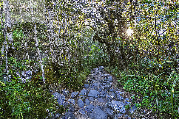 Neuseeland  Rocky footpath of Taranaki Falls Walk bei Sonnenuntergang