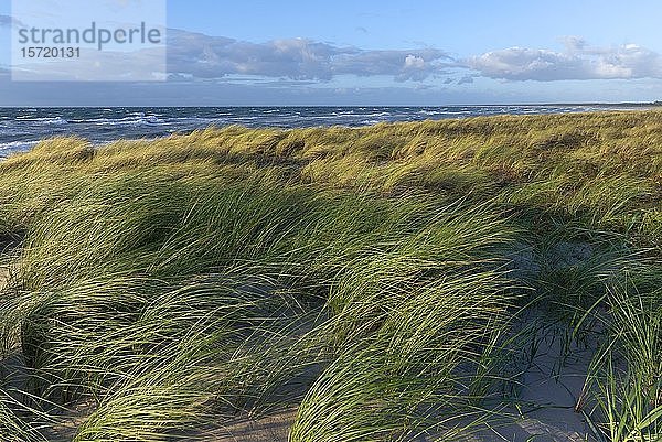 Strandhafer (Ammophila) im Wind an der stürmischen Ostsee  Darß  Mecklenburg Vorpommern  Deutschland  Europa