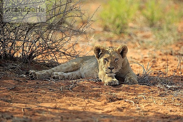 Löwe (Panthera leo)  Jungtier ruht sich im Schatten aus  Tswalu Game Reserve  Kalahari  Nordkap  Südafrika  Afrika