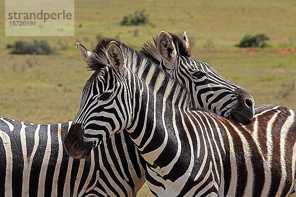 Kap-Bergzebras (Equus zebra zebra)  zwei erwachsene Zebras  Sozialverhalten  Mountain Zebra National Park  Ostkap  Südafrika  Afrika