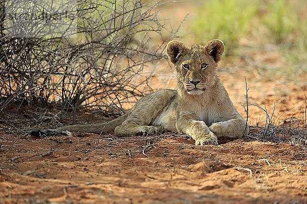 Löwe (Panthera leo)  Jungtier ruht sich im Schatten aus  Tswalu Game Reserve  Kalahari  Nordkap  Südafrika  Afrika