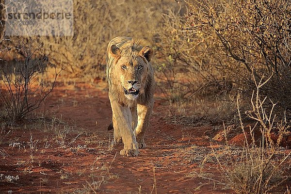 Löwe (Panthera leo)  subadult  junges Männchen läuft durch Buschland  Tswalu Wildreservat  Kalahari  Nordkap  Südafrika  Afrika